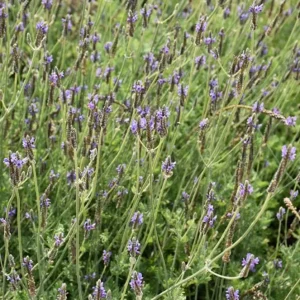 Set of 2 Spanish Eyes Lavender Live Plants - 4-6