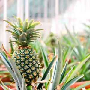 Set of 2 Sugarloaf Pineapple Plants - Live Ananas comosus - 4-6