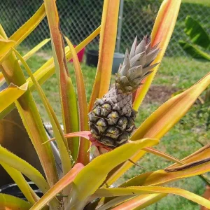 Set of 2 Sugarloaf Pineapple Plants - Live Ananas comosus - 4-6