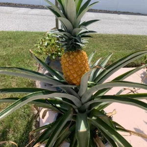 Set of 2 Sugarloaf Pineapple Plants - Live Ananas comosus - 4-6
