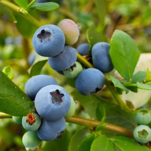 Set of 2 Sunshine Blueberry Live Plants - 4-6