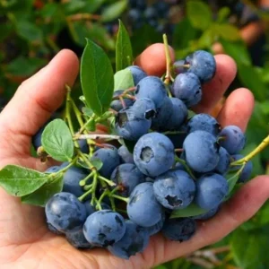 Set of 2 Sunshine Blueberry Live Plants - 4-6