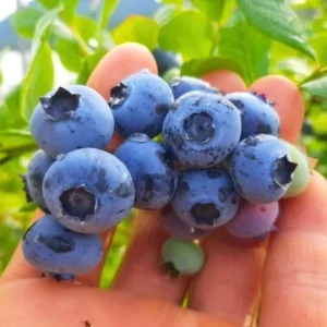 Set of 2 Sunshine Blueberry Live Plants - 4-6