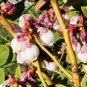 Set of 2 Sunshine Blueberry Live Plants - 4-6