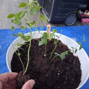 Set of 2 Sunshine Blueberry Live Plants - 4-6