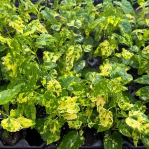 Set of 2 Variegated Abutilon Chinese Lantern Live Starter Plants - 4-8