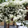 Set of 2 White Bougainvillea Live Plants - 4-6" Tall Tropical Climbing Vine - Image 1