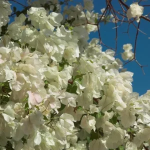 Set of 2 White Bougainvillea Live Plants - 4-6