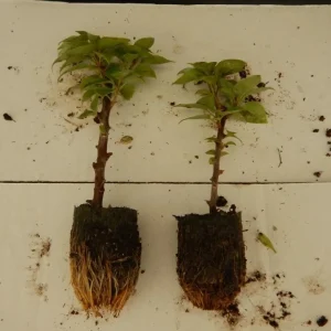 Set of 2 White Bougainvillea Live Plants - 4-6