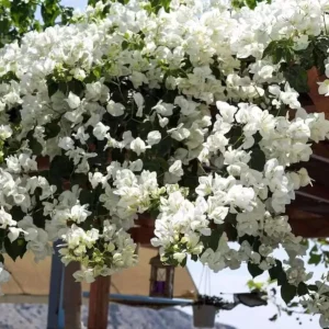 Set of 2 White Bougainvillea Live Plants - 4-6
