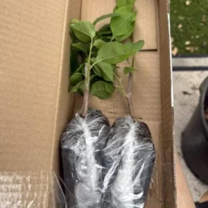 Set of 2 White Bougainvillea Live Plants - 4-6