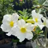 Set of 2 White Desert Rose Live Plants - Adenium obesum - 4-6" Tall Succulent - Image 1