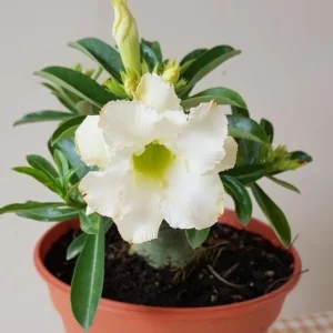 Set of 2 White Desert Rose Live Plants - Adenium obesum - 4-6