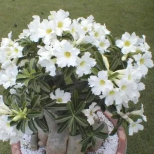 Set of 2 White Desert Rose Live Starter Plant - 3-6