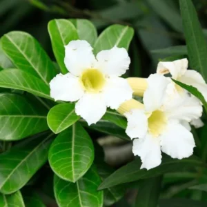 Set of 2 White Desert Rose Live Starter Plant - 3-6