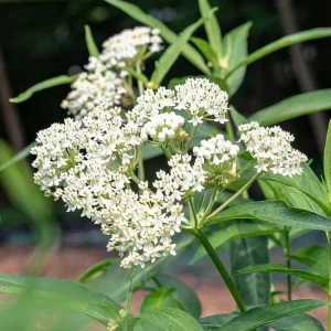 Set of 2 White Vining Milkweed Live Plants - 3-6