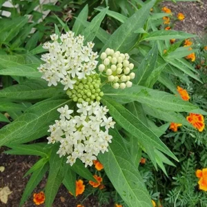 Set of 2 White Vining Milkweed Live Plants - 3-6" Tall - Asclepias perennis - Butterfly & Pollinator Flower - Image 1