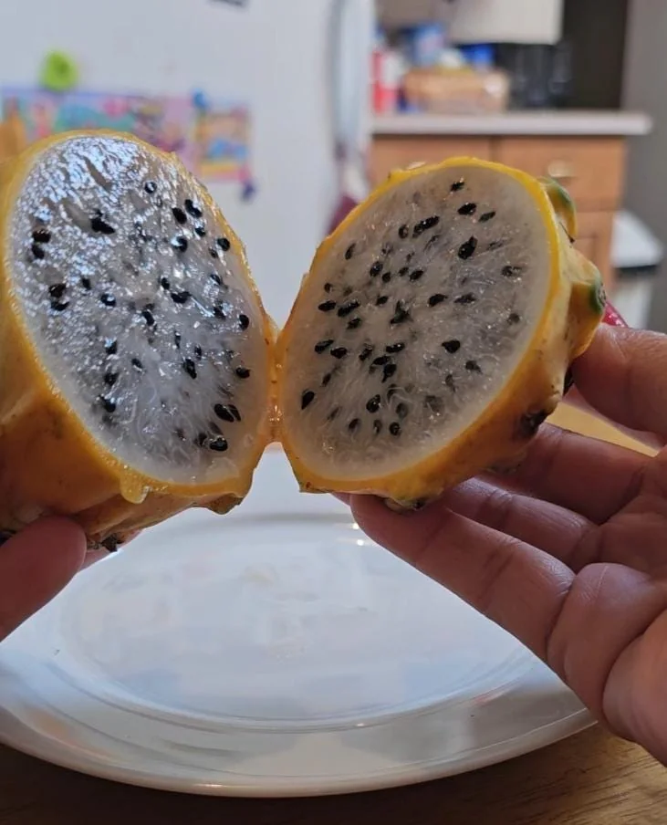 Set of 2 Yellow Dragon Fruit Live Plants - 3-6" Tall Selenicereus Megalanthus Fruiting Cactus Vine Outdoor or Container - Image 4