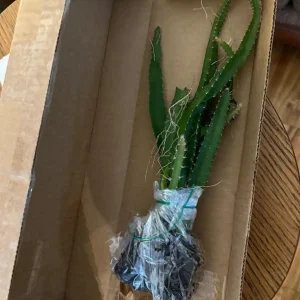 Set of 2 Yellow Dragon Fruit Live Plants - 3-6