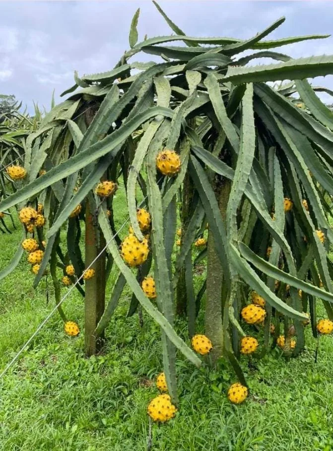 Set of 2 Yellow Dragon Fruit Live Plants - 3-6" Tall Selenicereus Megalanthus Fruiting Cactus Vine Outdoor or Container - Image 8
