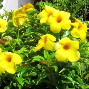 Set of 2 Yellow Mandevilla Starter Plants 4-6