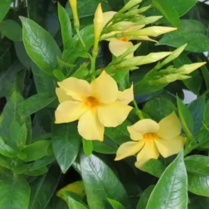Set of 2 Yellow Mandevilla Starter Plants 4-6