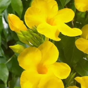 Set of 2 Yellow Mandevilla Starter Plants 4-6" Tall - Tropical Vine - Image 1