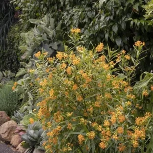 Set of 2 Yellow Milkweed Live Plants - 3-6