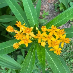 Set of 2 Yellow Milkweed Live Plants - 3-6