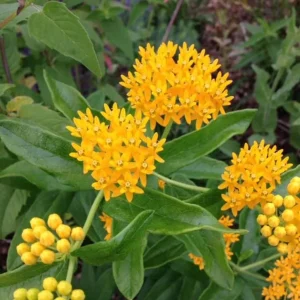 Set of 2 Yellow Milkweed Live Plants - 3-6" Tall Asclepias perennis - Pollinator Garden - Image 1