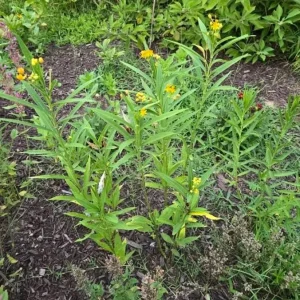Set of 2 Yellow Milkweed Live Plants - 3-6