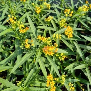 Set of 2 Yellow Milkweed Live Plants - 3-6