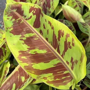 Set of 2 Zebrina Banana Live Plants, 4-6