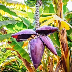 Set of 2 Zebrina Banana Live Plants, 4-6