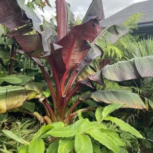 Set of 2 Zebrina Banana Live Plants, 4-6