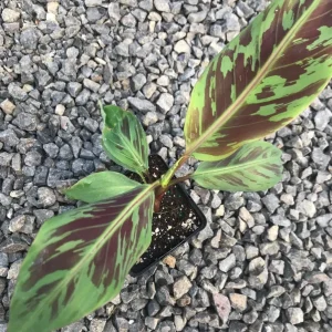 Set of 2 Zebrina Banana Live Plants, 4-6