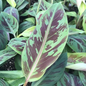 Set of 2 Zebrina Banana Live Plants, 4-6