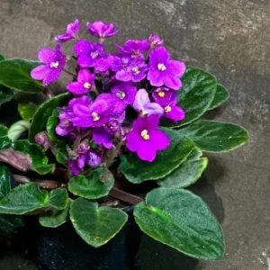 Set of 3 African Violet Live Plants in 4