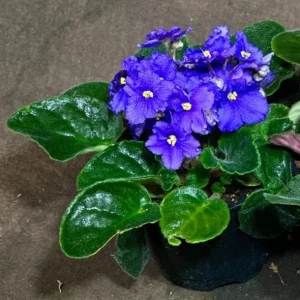 Set of 3 African Violet Live Plants in 4