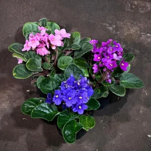 Set of 3 African Violet Live Plants in 4