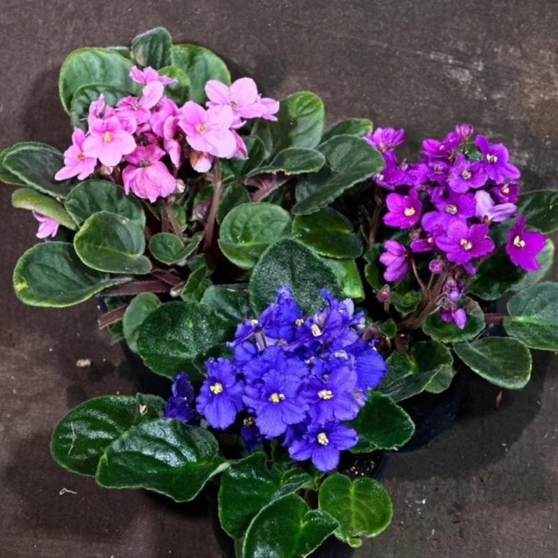 Set of 3 African Violet Live Plants in 4" Grow Pots - Blue, Purple, Pink Indoor Flowering Plants - Image 4
