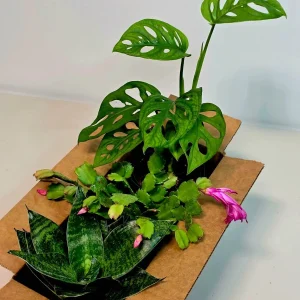 Set of 3 Indoor House Plants Live Plant Bundle – 4 Inch Decorative Pot – Easy Care Air Purifying - Image 1