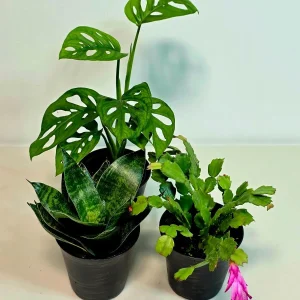 Set of 3 Indoor House Plants Live Plant Bundle – 4 Inch Decorative Pot – Easy Care Air Purifying - Image 5
