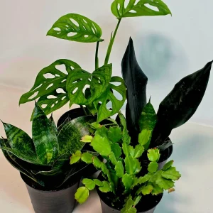 Set of 3 Indoor Plants – Assorted Easy Care Houseplants – 4-inch Pot Bundle - Image 2