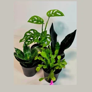 Set of 3 Indoor Plants – Assorted Easy Care Houseplants – 4-inch Pot Bundle - Image 1