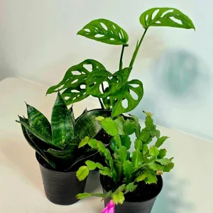 Set of 3 Indoor Plants – Assorted Easy Care Houseplants – 4-inch Pot Bundle - Image 6