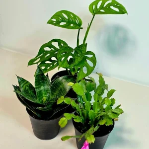 Set of 3 Indoor Plants in 4 inch Pot - Assorted Houseplants Bundle - Pet Safe Live Plants - Image 4