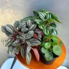 Set of 3 Peperomia Live Plants - Assorted 4 inch Potted Houseplants for Indoors - Image 1