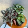 Set of 3 Peperomia Live Plants – Assorted 4 inch Potted Houseplants – Beginner Friendly - Image 1