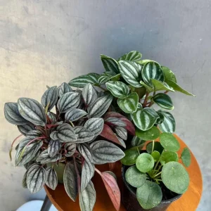 Set of 3 Peperomia Live Plants - Assorted 4 inch Potted Houseplants for Indoors - Image 3